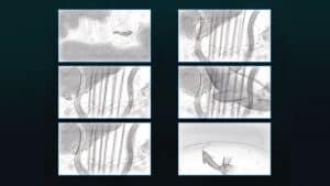 Dolphin - Storyboard - image 6